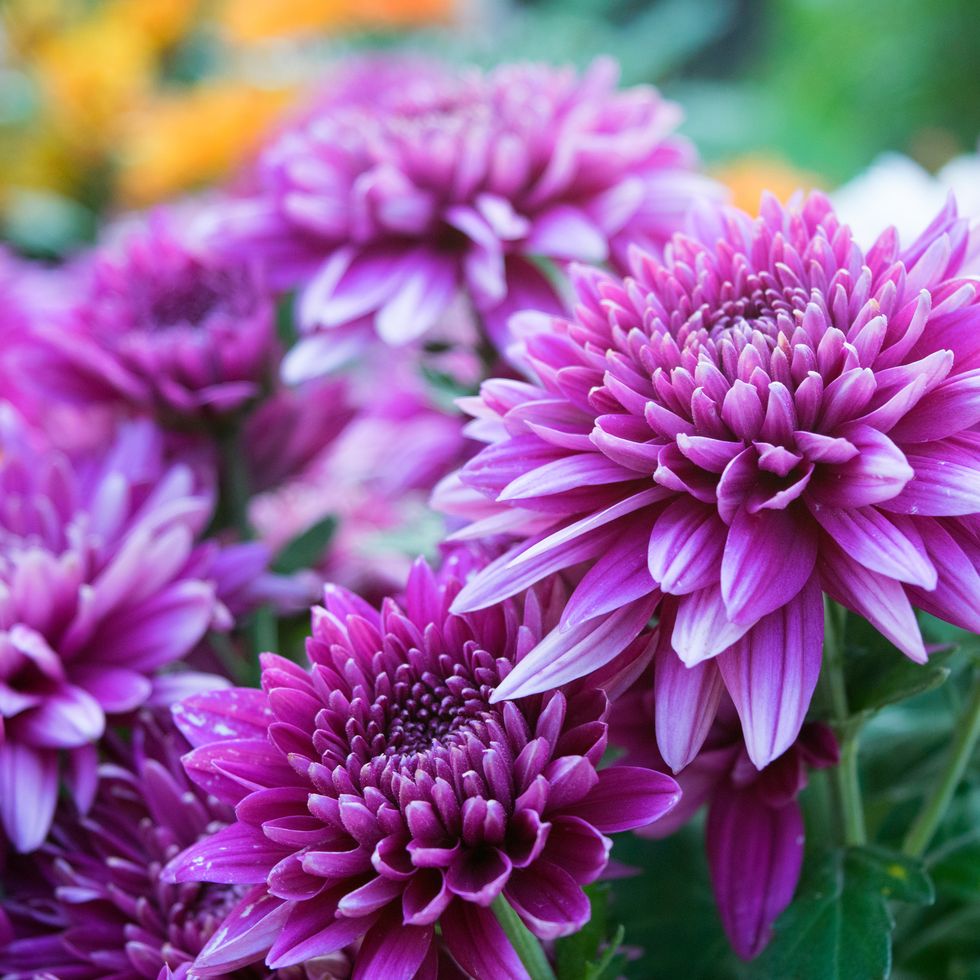 mums, close up soft purple chrysanthemum flowers nature